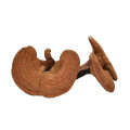 China supply high quality reishi ganoderma lucidum for health